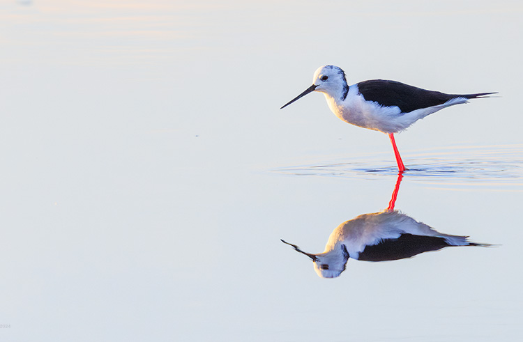  Black-winged stilt in the sun Portugal Algarve